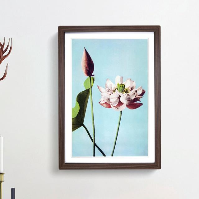 Pink Lotus Flowers by Ogawa Kazumasa - Picture Frame Graphic Art Print East Urban Home Size: 36cm H x 27cm W x 2cm D, Frame Option: Walnut Framed on Productcaster.