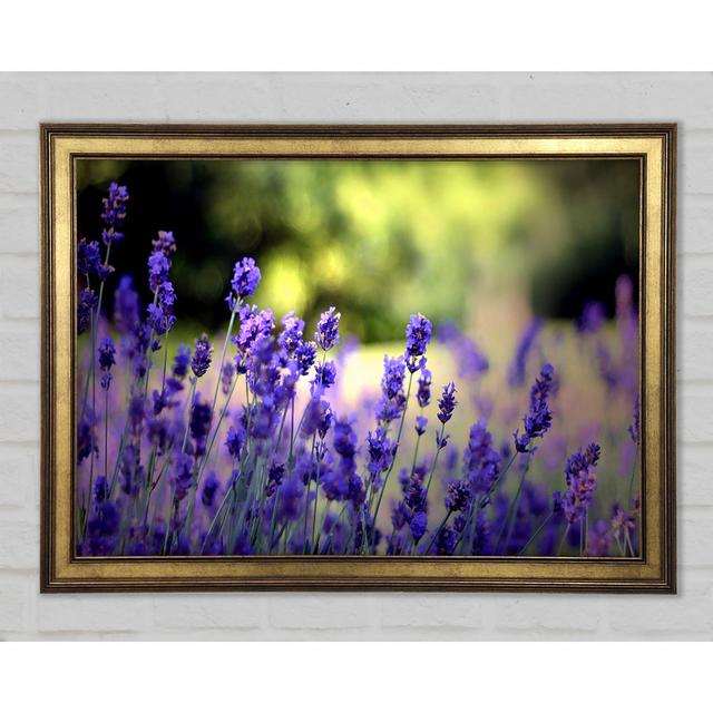 Beautiful Lavender Flowers - Single Picture Frame Art Prints Brayden Studio Size: 59.7cm H x 84.1cm W x 1.5cm D on Productcaster.