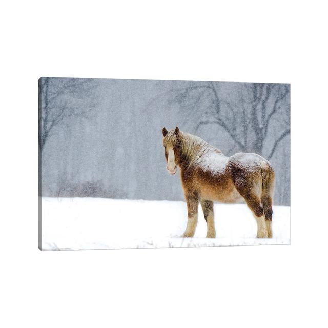 Belgian Snow II by David Gardiner - Wrapped Canvas Print August Grove Size: 20.32cm H x 30.48cm W on Productcaster.