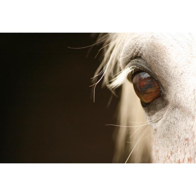 Eye of a Grey Horse by AlynJ - Wrapped Canvas Photograph Gracie Oaks Size: 30cm H x 46cm W x 3.8cm D on Productcaster.