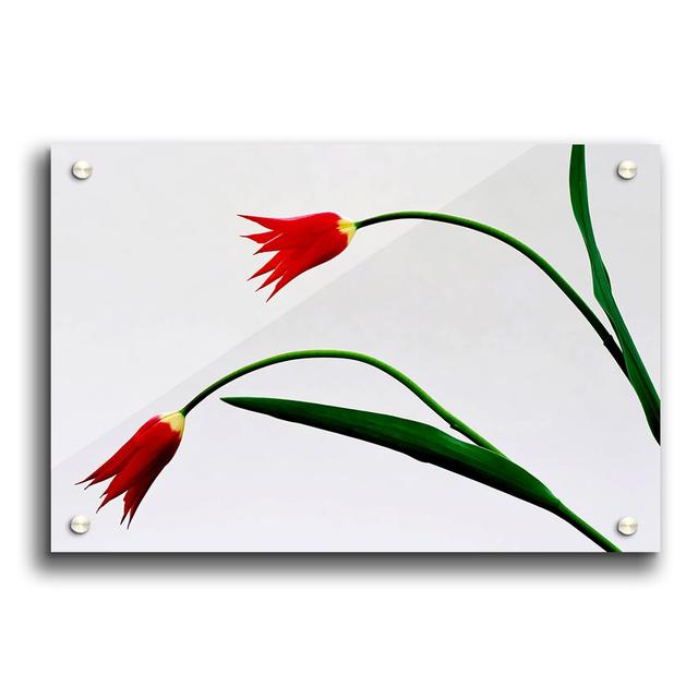 Twin Fire Tulips Flowers - Unframed Graphic Art Print on Acrylic East Urban Home Size: 29.7cm H x 42cm W on Productcaster.