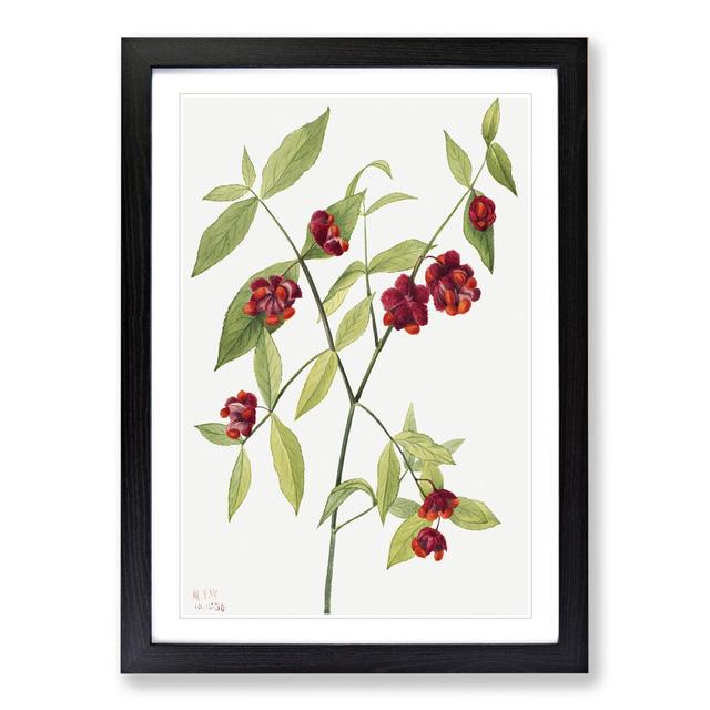 Strawberry Bush by Mary Vaux Walcott - Picture Frame Painting East Urban Home Frame Option: Black Framed, Size: 48cm H x 36cm W x 2cm D on Productcaster.