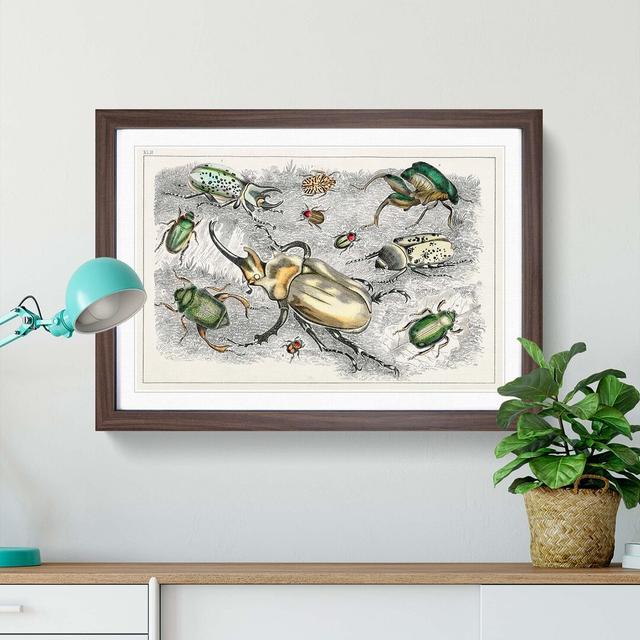 Assortment of Beetles XLII by Oliver Goldsmith - Picture Frame Painting on Paper East Urban Home Format: Walnut, Size: 33cm H x 45cm W x 2cm D on Productcaster.