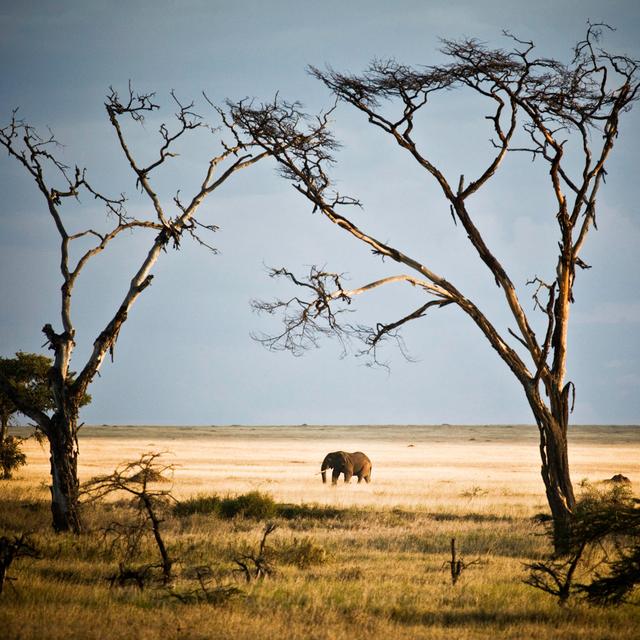 African Elephant In The Serengeti by Ranplett - Print 17 Stories Size: 51cm H x 51cm W x 3.8cm D on Productcaster.