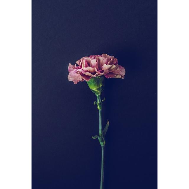 One pink Carnation flower Latitude Run Size: 30cm H x 20cm W on Productcaster.