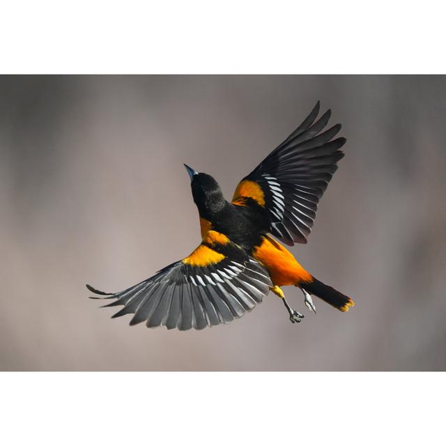 Male Baltimore Oriole Bird in Flight - Wrapped Canvas Photograph Ebern Designs Size: 30cm H x 46cm W x 3.8cm D on Productcaster.