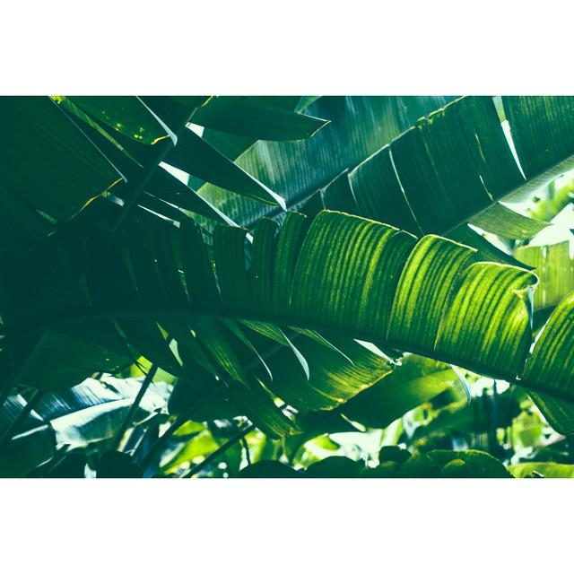 Tropical Banana Palm Leaf by Jasmina007 - Wrapped Canvas Art Prints 17 Stories Size: 20cm H x 30cm W on Productcaster.