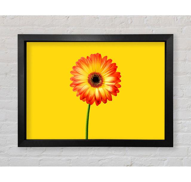 Orange Gerbera on Black - Single Picture Frame Art Prints Bright Star Colour: Yellow, Size: 59.7cm H x 84.1cm W x 3.4cm D on Productcaster.