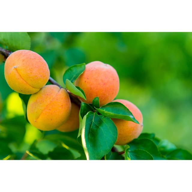 Fresh Apricots by Adyna - No Frame Art Prints on Canvas Brambly Cottage Size: 81cm H x 122cm W on Productcaster.