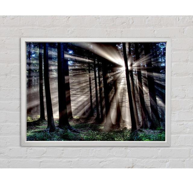 Morning Sun Rays Forest Framed Print Union Rustic Size: 59.7cm H x 84.1cm W x 3.3cm D on Productcaster.