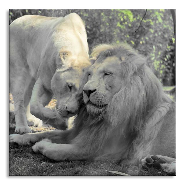 Lion Couple In Love - No Frame Print on Glass Ebern Designs Size: 70cm H x 70cm W x 0.4cm D on Productcaster.