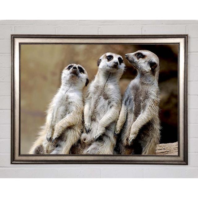 Trio Of Leaning Meerkats Framed Print Gracie Oaks Size: 21cm H x 29.7cm W on Productcaster.