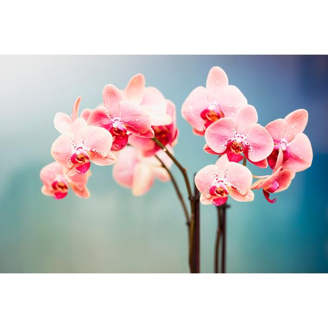 Orchid Background by Taseffski - Wrapped Canvas Art Prints 17 Stories Size: 61cm H x 91cm W on Productcaster.