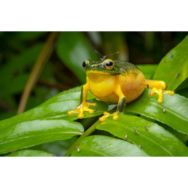 Beatt Dainty Green Tree Frog by Rhys Sharry - Wrapped Canvas Print Latitude Run Size: 81cm H x 122cm W x 3.8cm D on Productcaster.