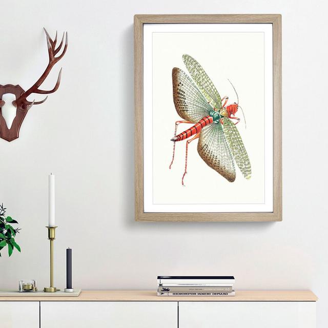 Egyptian Locust by George Shaw - Picture Frame Painting Print East Urban Home Size: 36cm H x 27cm W x 2cm D, Frame Option: Oak Framed on Productcaster.