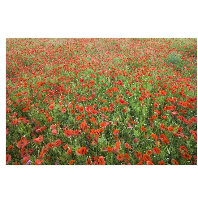 Poppy Field Semi-Gloss Wallpaper Roll East Urban Home Materialqualität: Standard (110g/m²), Size: 2.88m x 190cm on Productcaster.