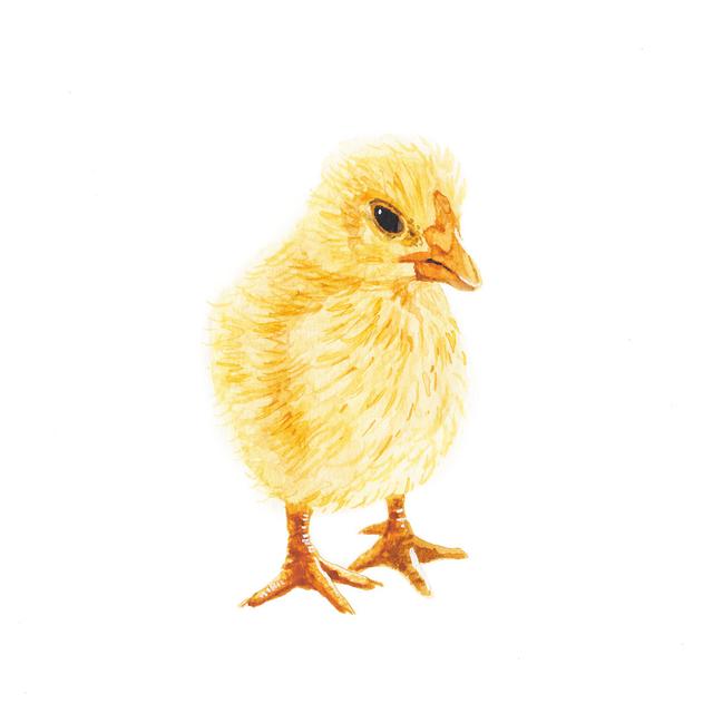 Yellow Baby Chick by Stephen Emlund - No Frame Art Prints on Canvas Brambly Cottage Size: 76cm H x 76cm W on Productcaster.