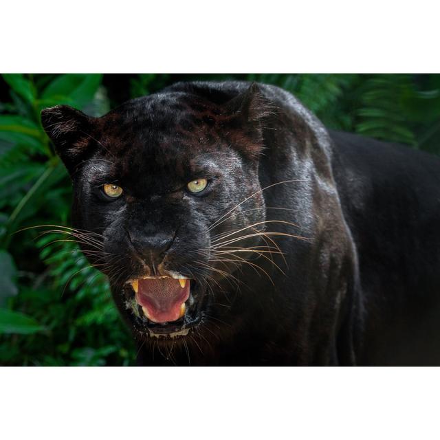 Beautiful Black Panther Picture - Wrapped Canvas Photograph Ebern Designs Size: 51cm H x 76cm W on Productcaster.