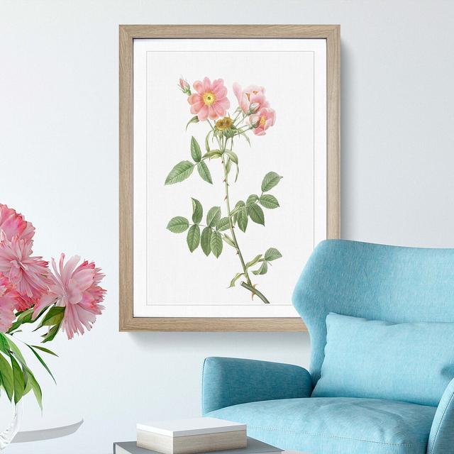 Rose of Lady Monson in Pink by Pierre-Joseph Redouté - Picture Frame Graphic Art Print East Urban Home Frame Option: Oak, Size: 50cm H x 35cm W x 2cm on Productcaster.