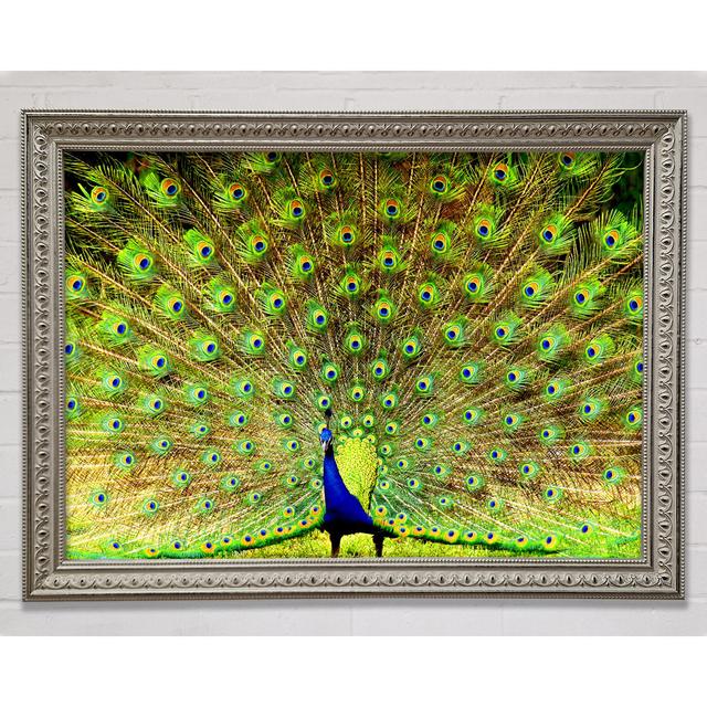 Peacock Paradise - Print Latitude Vive Size: 42cm H x 59.7cm W on Productcaster.