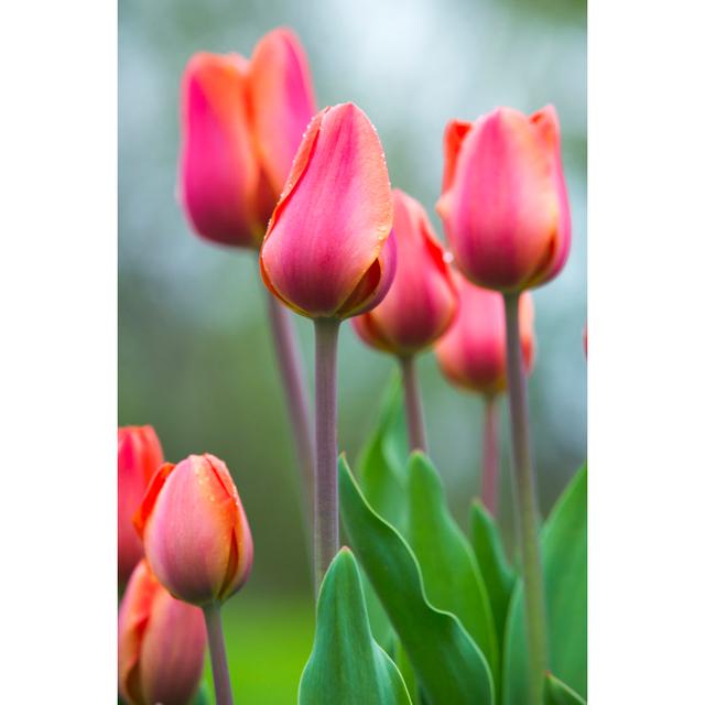 Tulips Field by Wuviveka - Wrapped Canvas Print Latitude Run Size: 30cm H x 20cm W on Productcaster.