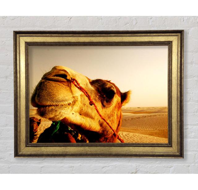 Camel Smile - Picture Frame Art Prints Bright Star Size: 42cm H x 59.7cm W on Productcaster.