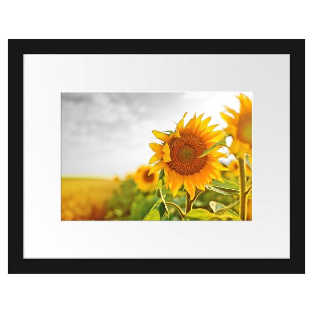 Gerahmtes Poster Nahaufnahme einer Sonnenblume East Urban Home Größe: 30 cm H x 38 cm B on Productcaster.