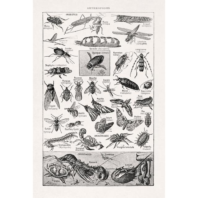 19Th Century Illustration About Arthropods by Gwengoat - Wrapped Canvas Graphic Art Brambly Cottage Size: 91cm H x 61cm W on Productcaster.