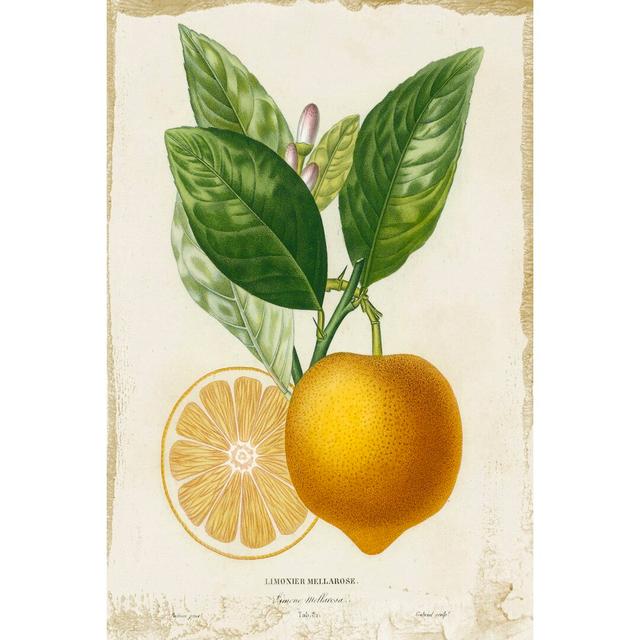 French Lemon III - Print August Grove Size: 122cm H x 81cm W on Productcaster.