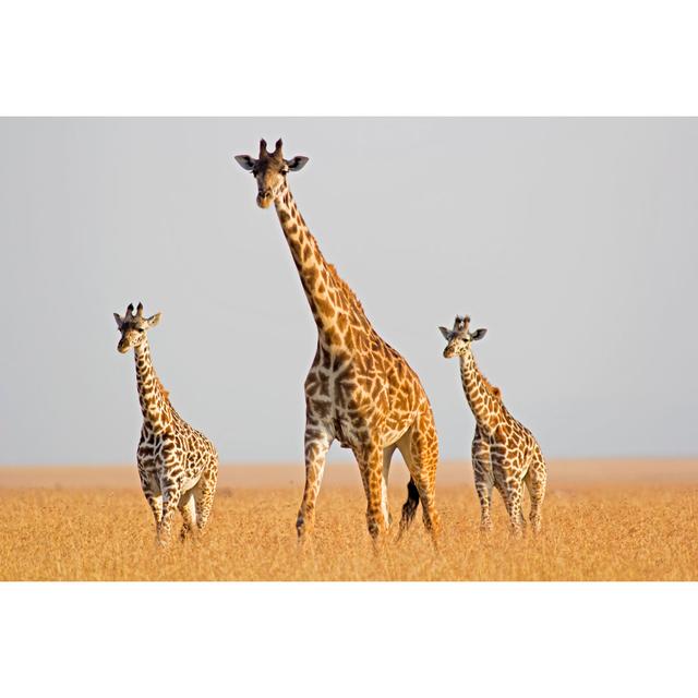 Giraffe In Savannah by WLDavies - Wrapped Canvas Print 17 Stories Size: 51cm H x 76cm W on Productcaster.