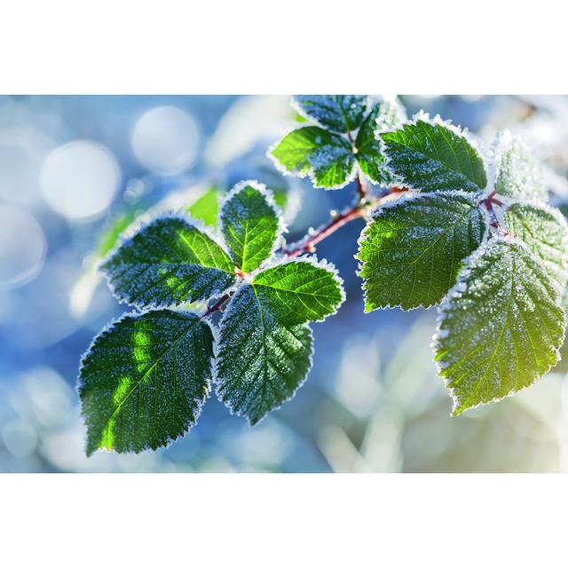 Raspberry Leaves by Duchesseart - Wrapped Canvas Photograph 17 Stories Size: 61cm H x 91cm W on Productcaster.