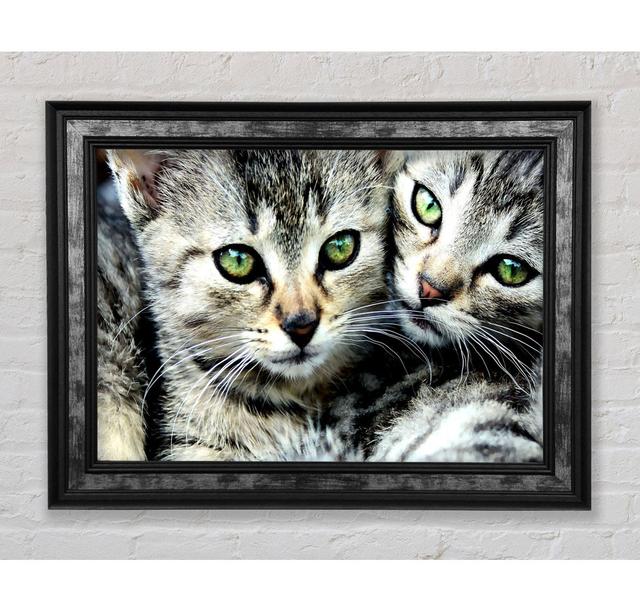 Cat Brothers - Single Picture Frame Art Prints Bright Star Size: 59.7cm H x 84.1cm W x 8cm D on Productcaster.