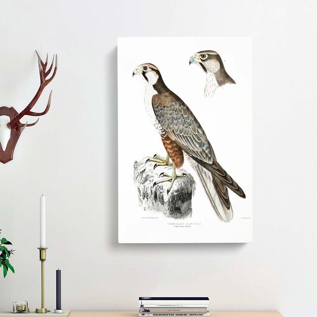 Jugger Falcon Illustration by John Edward Gray - Wrapped Canvas Painting Print East Urban Home Size: 91cm H x 60cm W x 3cm D on Productcaster.