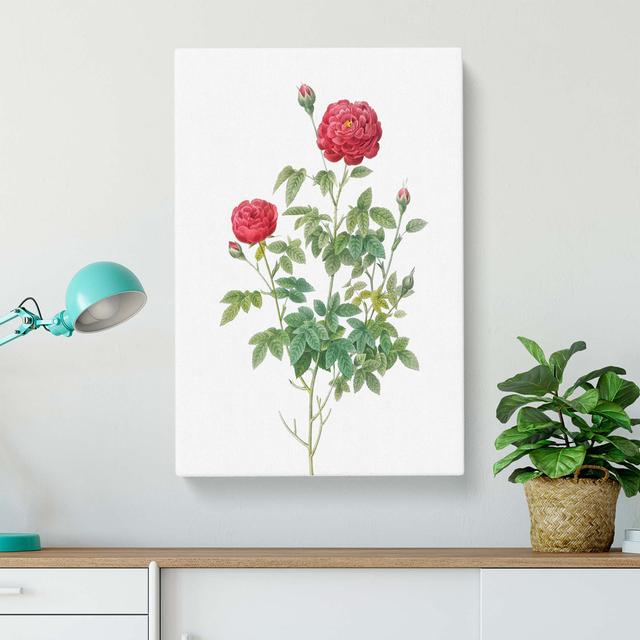 Burgundy Cabbage Rose by Pierre-Joseph Redoute - Wrapped Canvas Painting Print East Urban Home Size: 50cm H x 35cm W x 3cm D on Productcaster.