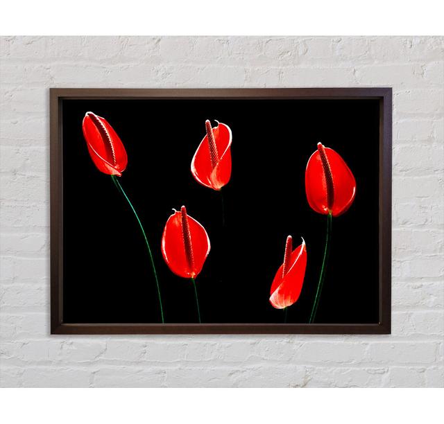 Beatiful Night Flowers - Single Picture Frame Art Prints on Canvas Bright Star Size: 59.7cm H x 84.1cm W x 3.3cm D on Productcaster.