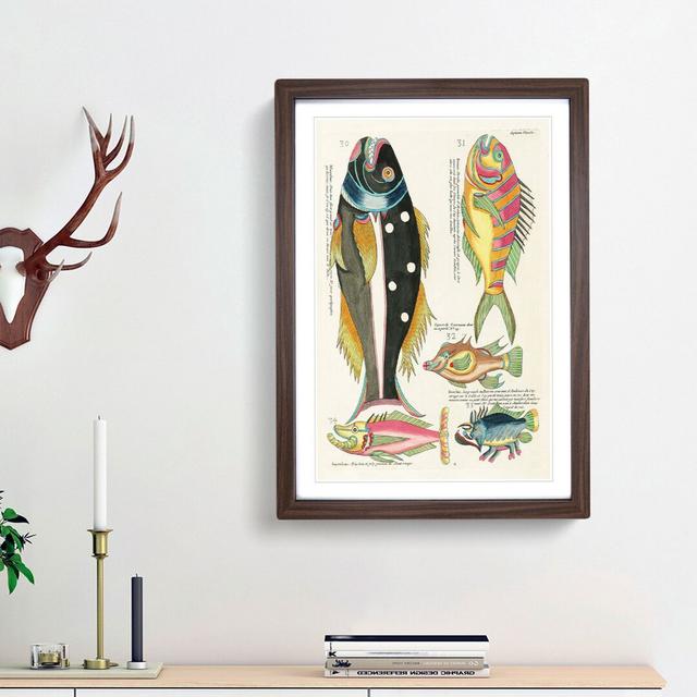 East Indies Fish Illustrations Septieme by Louis Renard - Picture Frame Graphic Art Print East Urban Home Frame Option: Walnut Framed, Size: 65cm H x on Productcaster.