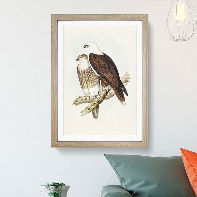 White-Breasted Sea Eagles by Elizabeth Gould - Picture Frame Painting Print East Urban Home Frame Option: Oak Framed, Size: 36cm H x 27cm W x 2cm D on Productcaster.