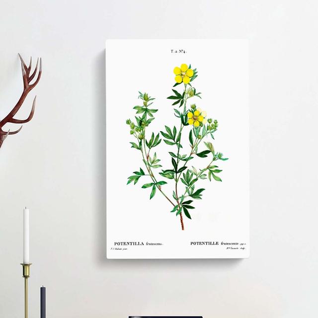 Yellow Buttercup Flowers by Pierre-Joseph Redoute - Wrapped Canvas Painting Print East Urban Home Size: 50cm H x 35cm W x 3cm D on Productcaster.