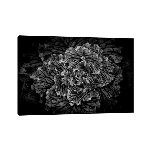 Black And White Flower Cabbage by Brian Carson - Wrapped Canvas Print Ebern Designs Size: 20.32cm H x 30.48cm W x 1.91cm D on Productcaster.