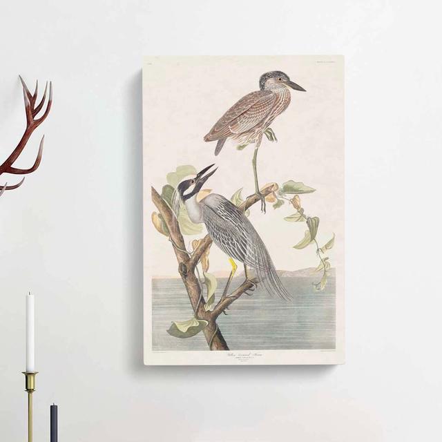 Yellow-Crowned Heron by John Audubon - Wrapped Canvas Painting East Urban Home Size: 60cm H x 40cm W x 3cm D on Productcaster.