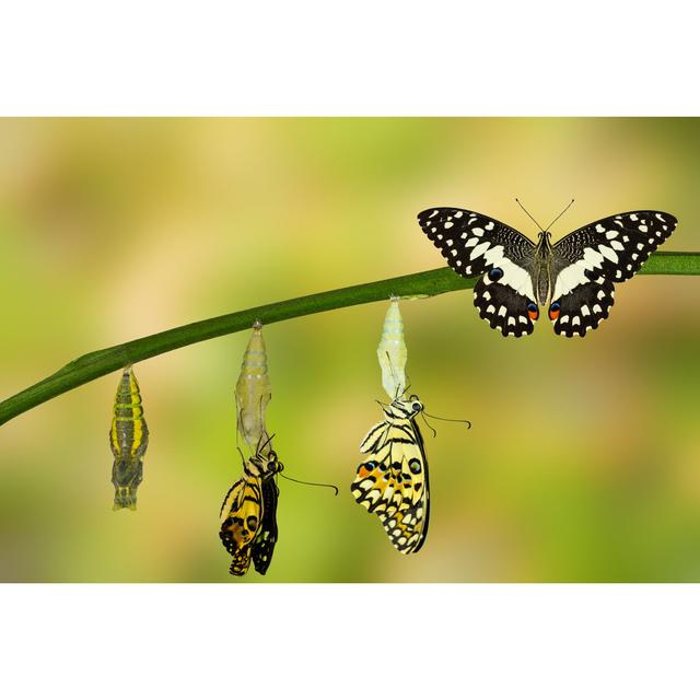 Transformation Of Lime Butterfly - Wrapped Canvas Print August Grove Size: 61cm H x 91cm W on Productcaster.