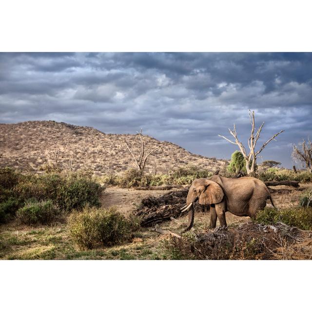 Elephant by 2630ben - Wrapped Canvas Print Latitude Run Size: 20cm H x 30cm W on Productcaster.