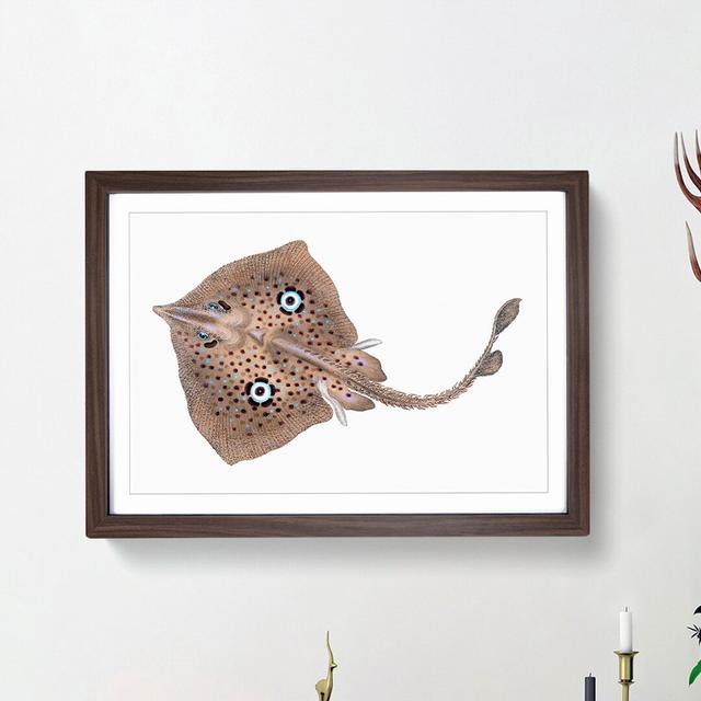 Brown Ray by Edward Donovan - Picture Frame Painting Print East Urban Home Frame Option: Walnut Framed, Size: 36cm H x 48cm W x 2cm D on Productcaster.