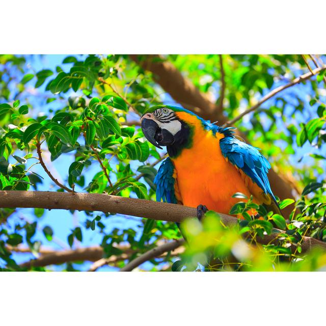 Blue And Yellow Macaw Tropical Bird, Brazilian Amazon Rainforest Wild by Agustavop - No Frame Art Prints on Canvas 17 Stories Size: 61cm H x 91cm W on Productcaster.