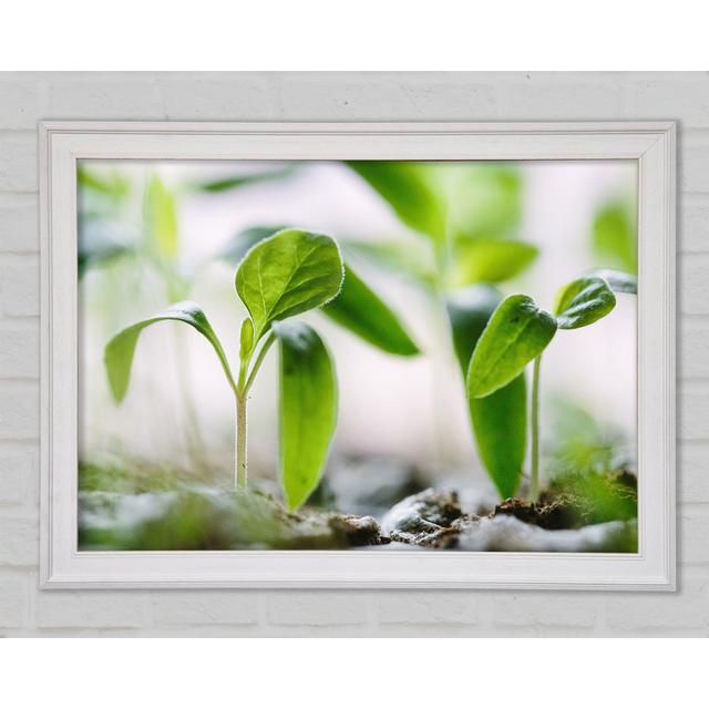 New Spouting Flowers - Single Picture Frame Art Prints Brayden Studio Size: 42cm H x 59.7cm W x 1.5cm D on Productcaster.