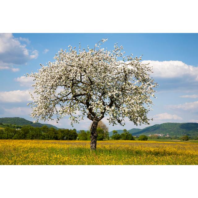 Apfelbaum im Frühling Landschaft von Bim - Leinwanddrucke Marlow Home Co. Größe: 81 cm H x 122 cm B on Productcaster.