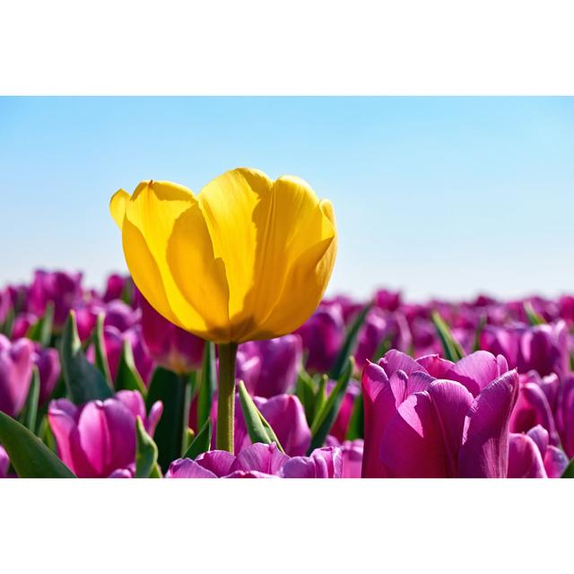 Tulip in a Field - Wrapped Canvas Photograph 17 Stories Size: 30cm H x 46cm W on Productcaster.