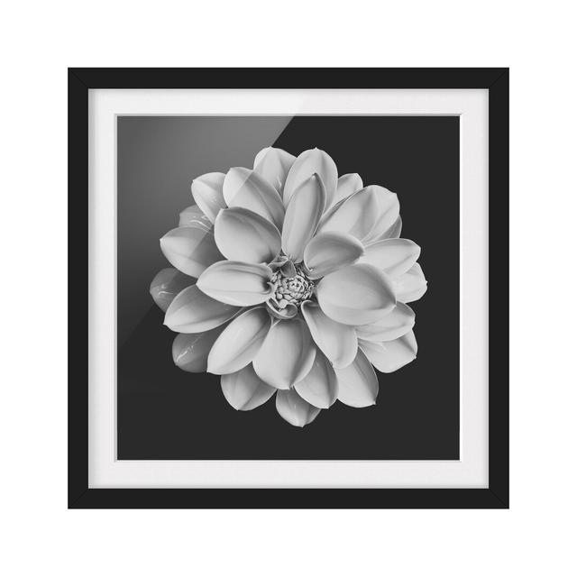 Dahlia Black White - Picture Frame Graphic Art Ebern Designs Size: 30cm H x 30cm W x 2cm D, Frame Option: Black Framed on Productcaster.