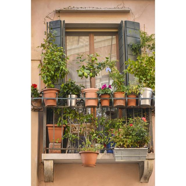 Italian Window Flowers III by Laura DeNardo - Wrapped Canvas Photograph Ebern Designs Size: 30cm H x 20cm W on Productcaster.