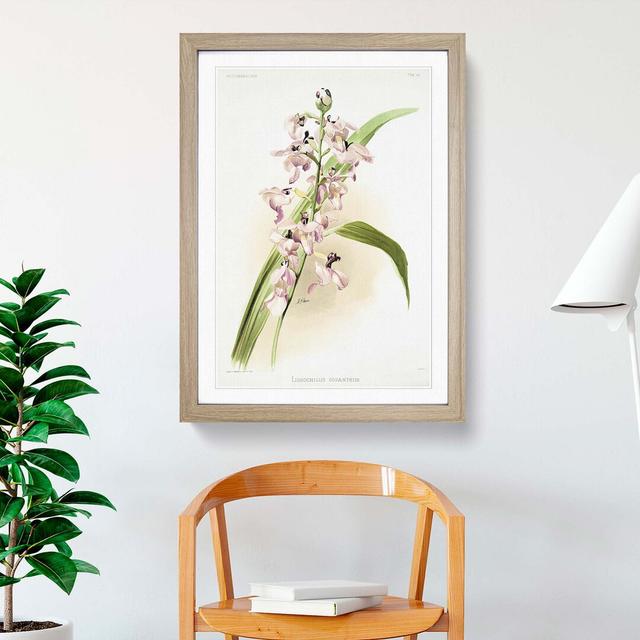 Magnolia Flowers Illustration Tab. 80 by Frederick Sander - Picture Frame Painting Print East Urban Home Frame Option: Oak, Size: 76cm H x 50cm W x 2c on Productcaster.